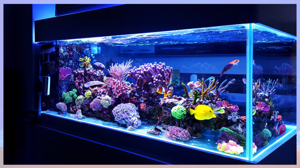 fish tank