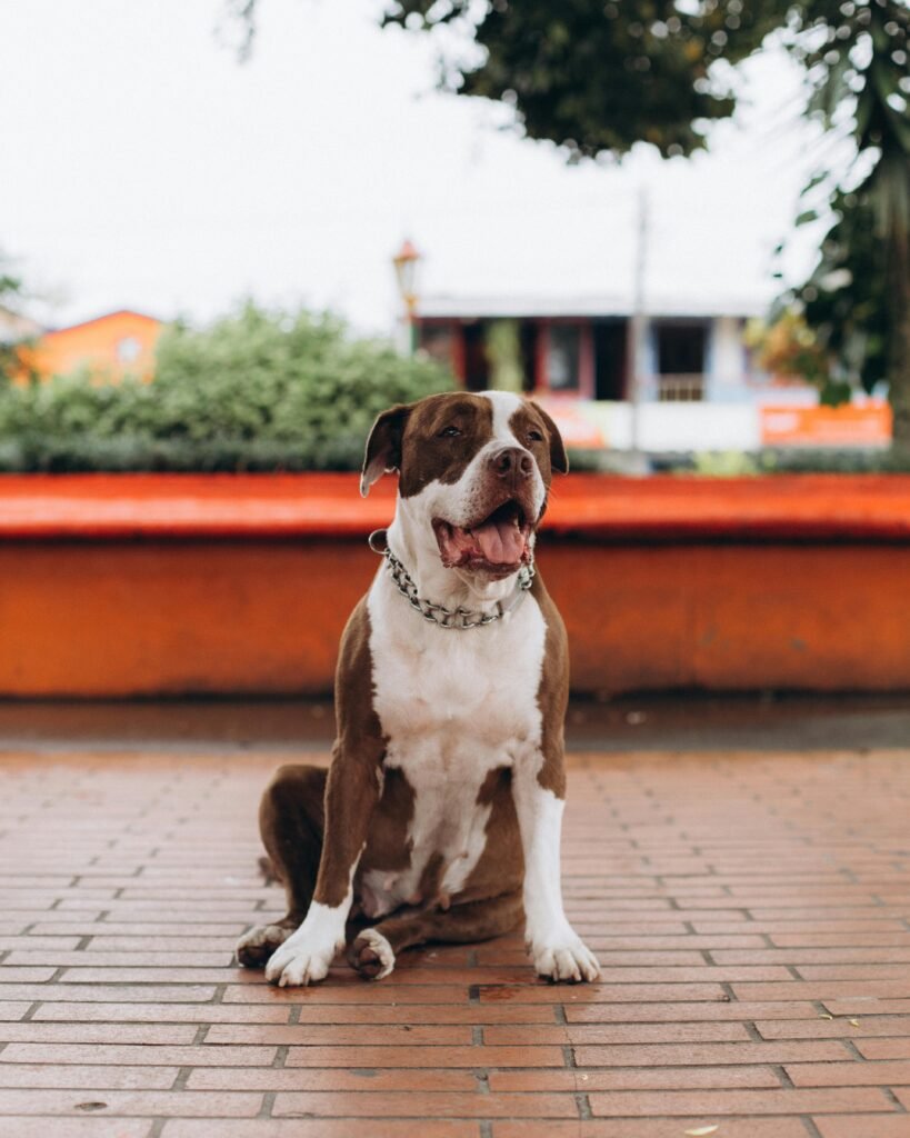 a dog sitting on a brick surface