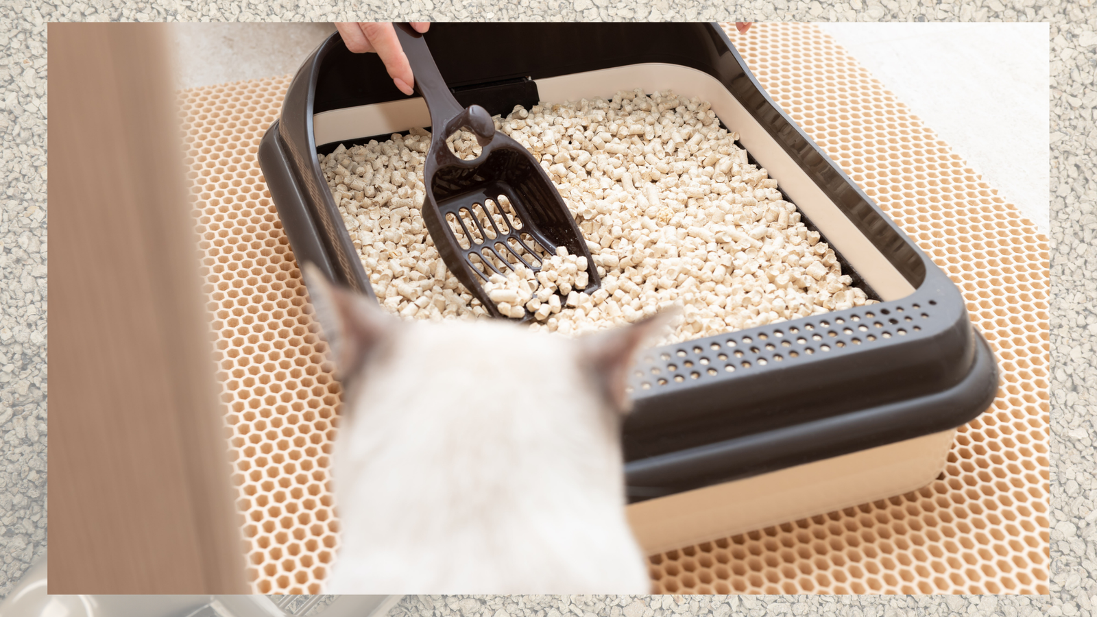 Best Cat Litter Scoop